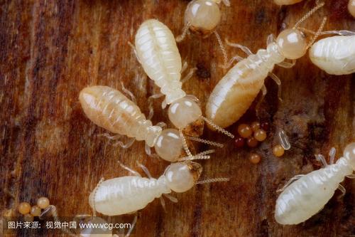 福州/泉州/漳州灭白蚁-白蚁防治需要了解白蚁的习性
