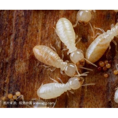 漳州灭白蚁-白蚁防治需要了解白蚁的