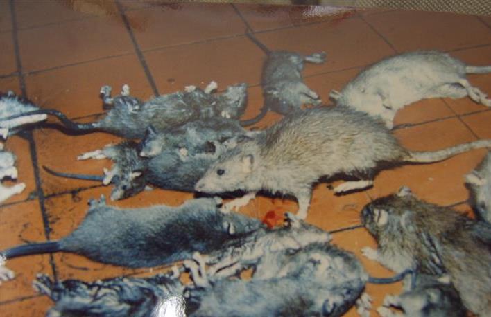 达州灭鼠的程序是怎样？灭鼠的注意事项有哪些？-- 四川爱洁有害生物防治有限公司