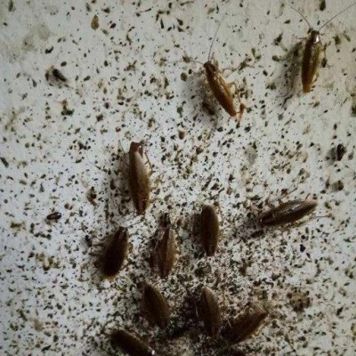 达州灭蟑螂的常用方法有哪些？