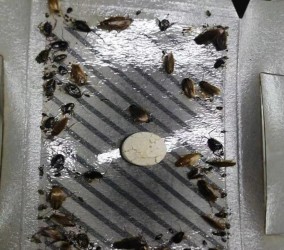 达州灭蟑螂的小窍门有哪些？