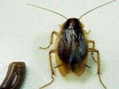西藏灭蟑螂为什么总是难见成效？专业公司如何灭蟑？