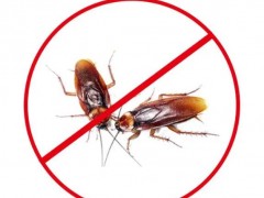 西藏灭蟑螂一般采用哪些方法？