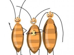 蟑螂的危害大吗？西藏灭蟑螂公司有哪些优势？