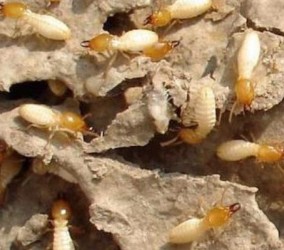 龙门县白蚁防治的费用，新建房屋的白蚁预防方法