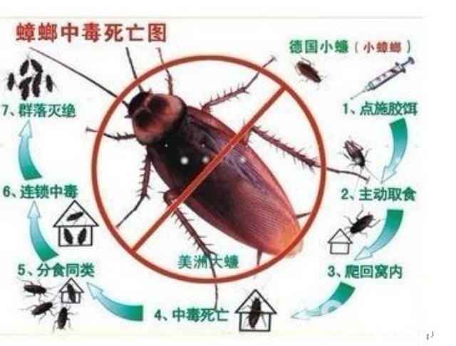 道县最佳灭鼠方法是什么-- 道县斗虫虫控科技店 