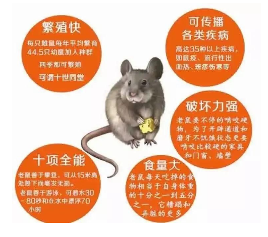 阜阳灭鼠公司哪家专业的？-- 阜阳市久辉环境技术有限公司