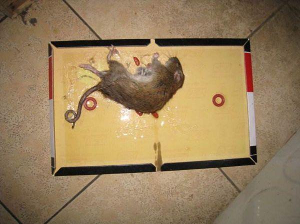 家里的洞口如何防鼠，老鼠的习性和危害是什么？