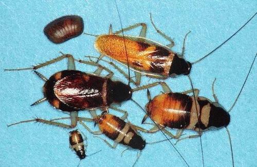 蟑螂的危害及控制方法是什么？-- 上饶市万洁有害生物防治有限公司
