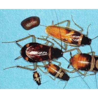 蟑螂的危害及控制方法是什么？