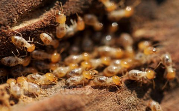 上饶白蚁防治公司的存在能为人们带来什么益处？-- 上饶市万洁有害生物防治有限公司