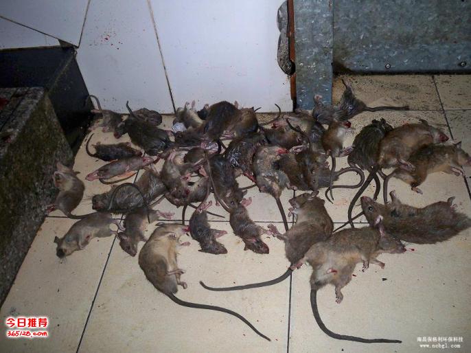 住宅防鼠要注意什么问题，怎样防止老鼠进入室内？-- 赣州益康有害生物防治有限公司