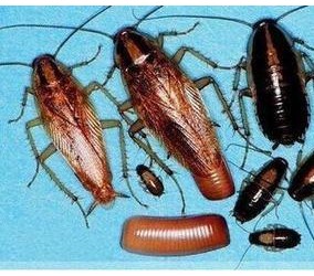 赣州杀虫公司为您介绍常见灭蟑螂的方法有哪些