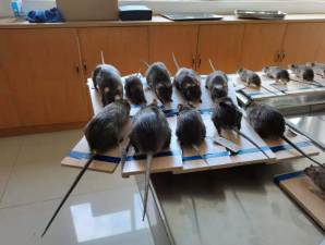 消灭家里的老鼠有哪些注意事项，如何消除农场严重的鼠害?