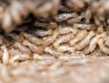 灭白蚁有哪些有效的方法，今天看完你就懂了-- 宝鸡清波环境科技有限公司