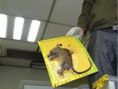 长汀除虫灭鼠公司教你几种安全的灭鼠方法