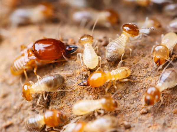 中山仓储害虫预警，我们应该如何防治？-- 中山市伟航白蚁虫害防治有限公司