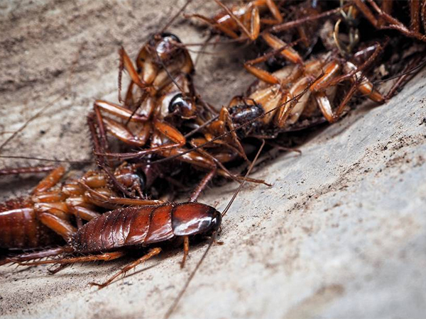 古镇消杀公司告诉您灭蟑螂的两个要点-- 中山市伟航白蚁虫害防治有限公司