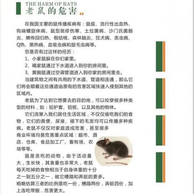 赤峰灭鼠公司告诉你一些灭鼠的好方法