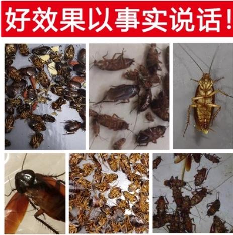 了解蟑螂的习性才能更好的消灭蟑螂-- 杭州雄鹰除虫服务有限公司