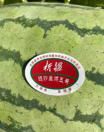 对于新疆大西瓜的种植要注意这些细节，保证西瓜都-- 新疆向一西瓜代发