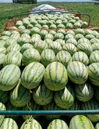 探讨：新疆西瓜接茬蔬菜增收模式