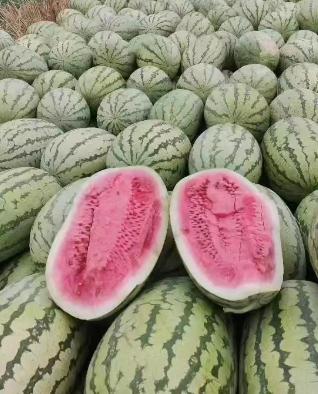 【夏日清凉】一起来挑选、保存和食用西瓜吧！-- 新疆向一西瓜代发