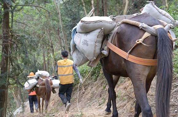 驮东西，走天下：骡马搬运，助力新时代的轻松生活-- 广东马帮搬运