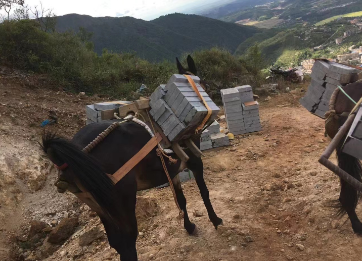 骡马搬运，打造无后顾之旅-- 广东马帮搬运