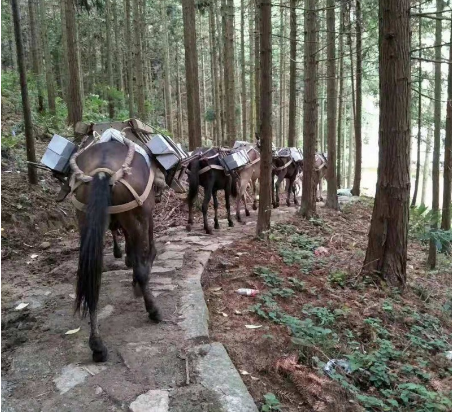 穿越人生旅程，马帮运输伴您前行-- 广东马帮搬运