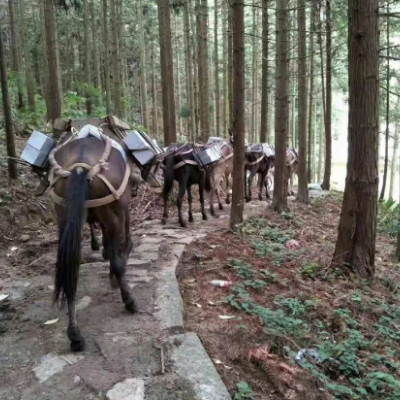 穿越人生旅程，马帮运输伴您前行