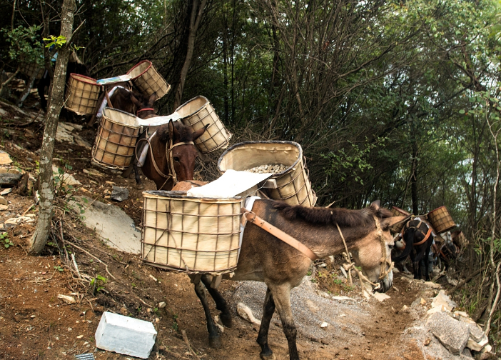 跨越时代的历史长河，马帮运输，见证人类文明-- 广东马帮搬运