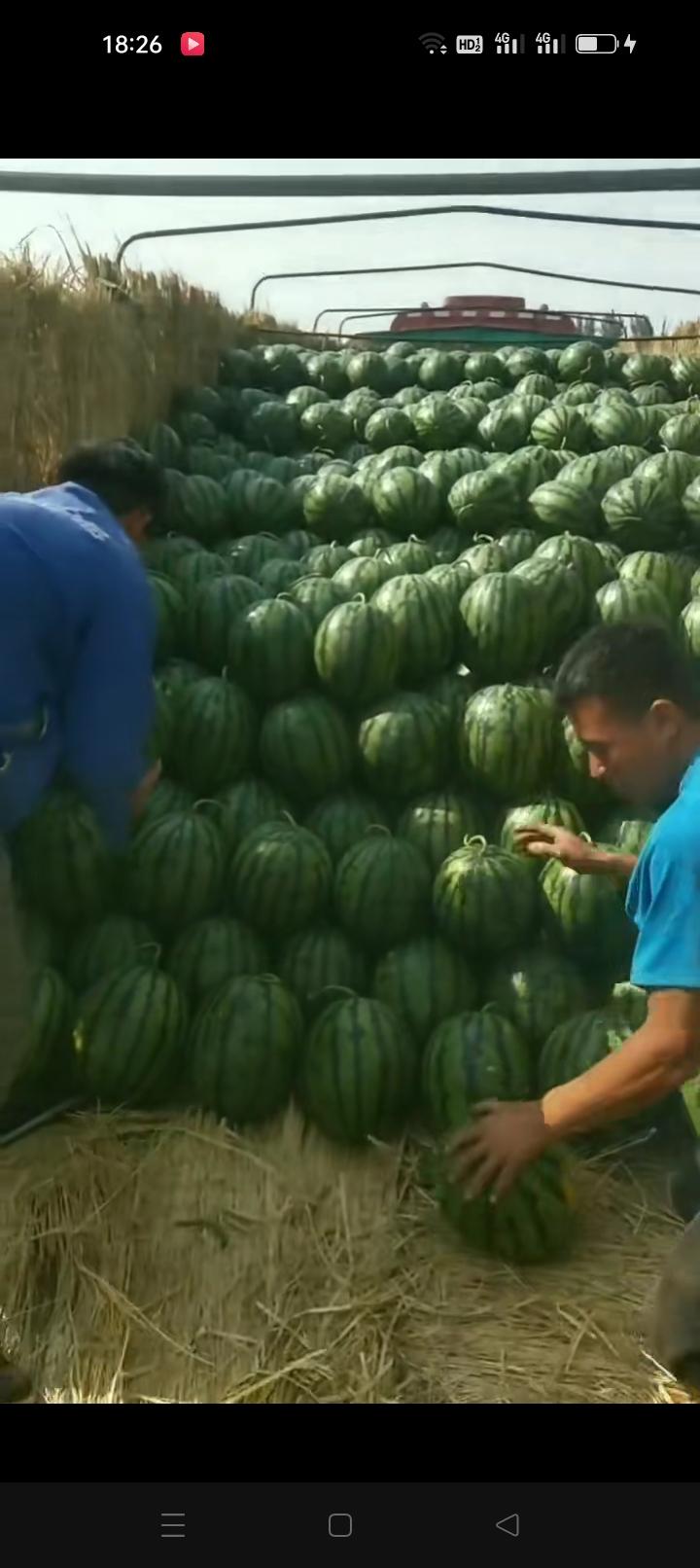 辽宁西瓜代办甜又增大产量-- 辽宁西瓜代发团队