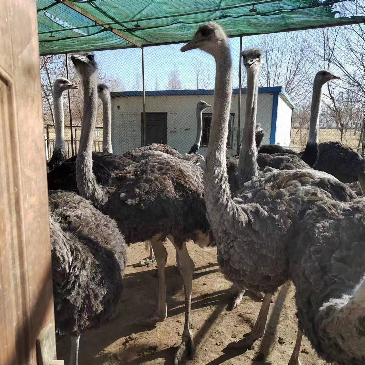 新疆孔雀养殖条件和方法 孔雀养殖的方法和步骤-- 新疆海兵珍禽养殖场