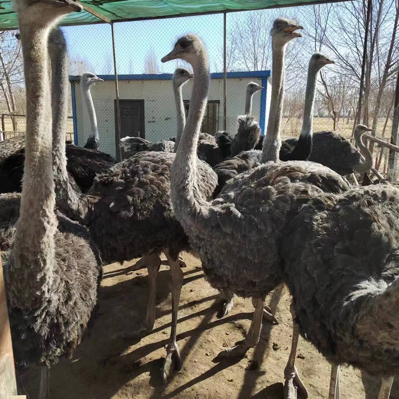 新疆孔雀养殖环境及注意事项-- 新疆海兵珍禽养殖场