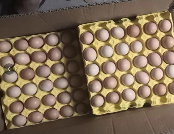 福州土鸡蛋收购商家电话，品尝健康美味的家乡味道-- 福州鑫宏兴蛋业有限公司