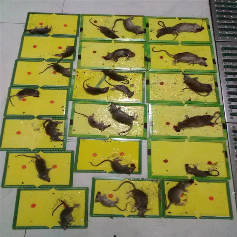 济南控制蟑螂的主要措施有哪些-- 山东金博士有害生物防治公司
