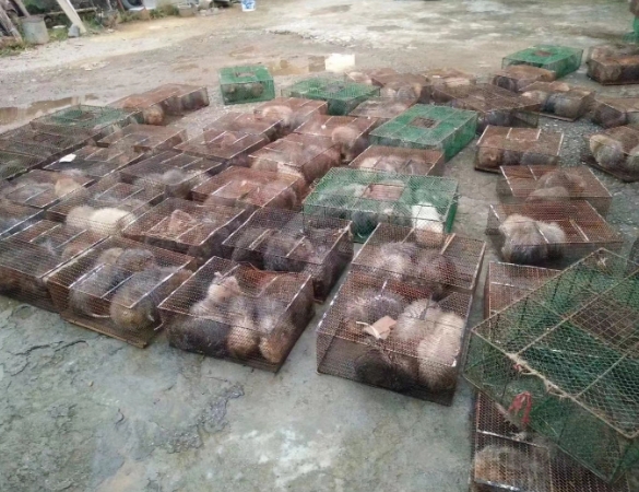 贵州竹鼠养殖行业在当今中国的地位如何?