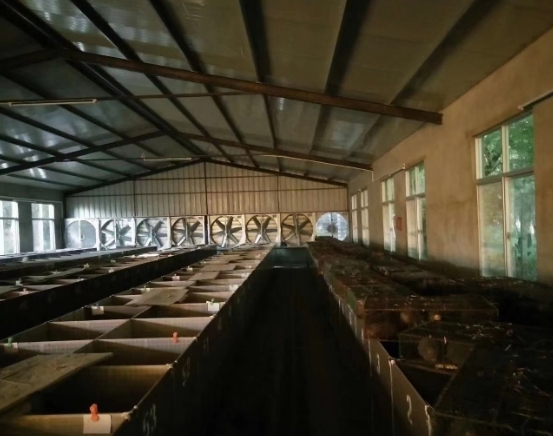 贵州竹鼠养殖过程中如何进行饲料的搭配和调整?-- 贵州众利竹鼠养殖场