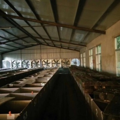 贵州竹鼠养殖过程中如何进行饲料的搭