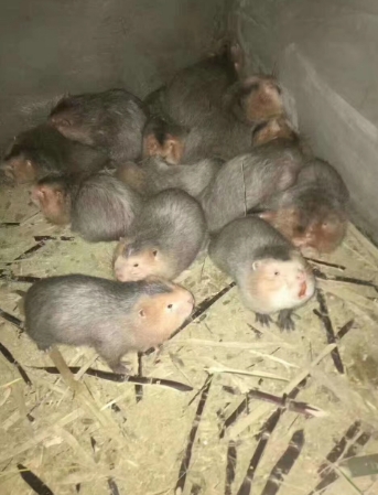 贵州如何养殖竹鼠，竹鼠的养殖？