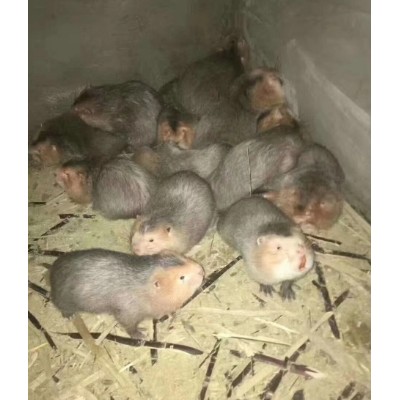 贵州如何养殖竹鼠，竹鼠的养殖？