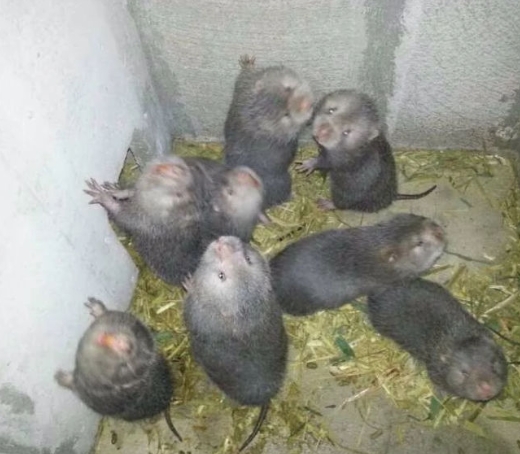 广东竹鼠引种到场后要注意什么-- 广东众利竹鼠养殖场