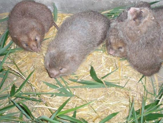 新手如何鉴别竹鼠是否怀孕-- 广东众利竹鼠养殖场