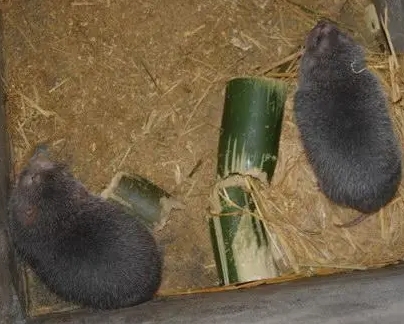 广东竹鼠常用饲料及搭配方法-- 广东众利竹鼠养殖场