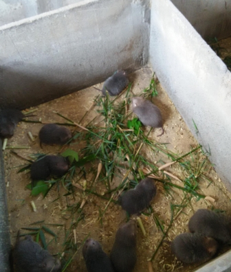广东竹鼠养殖场对鼠舍的基本要求-- 广东众利竹鼠养殖场