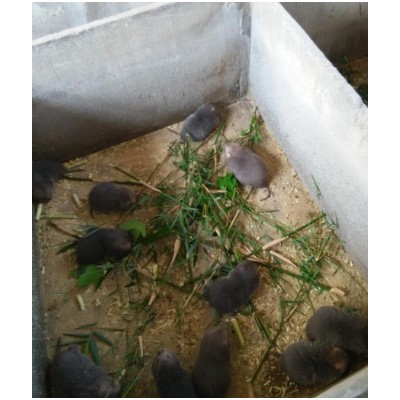 广东竹鼠养殖场对鼠舍的基本要求