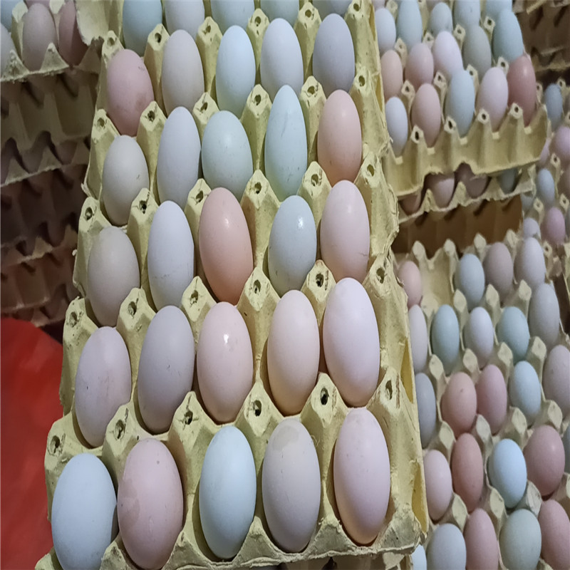 旧院黑鸡蛋和普通蛋有什么区别-- 万源市润豪旧院黑鸡养殖社