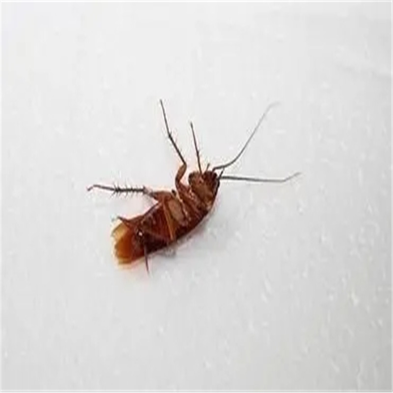 常州防治蟑螂的方法-- 常州洁居美控虫服务公司