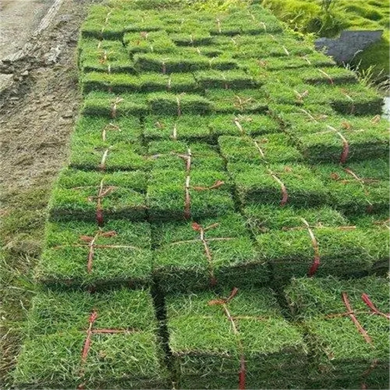 海南草坪植物的栽培要求-- 海口小冯草皮种植基地